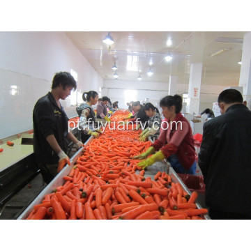 Shandong Cenoura nova safra